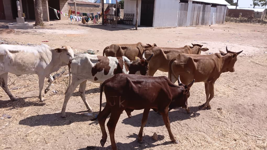 Cattle